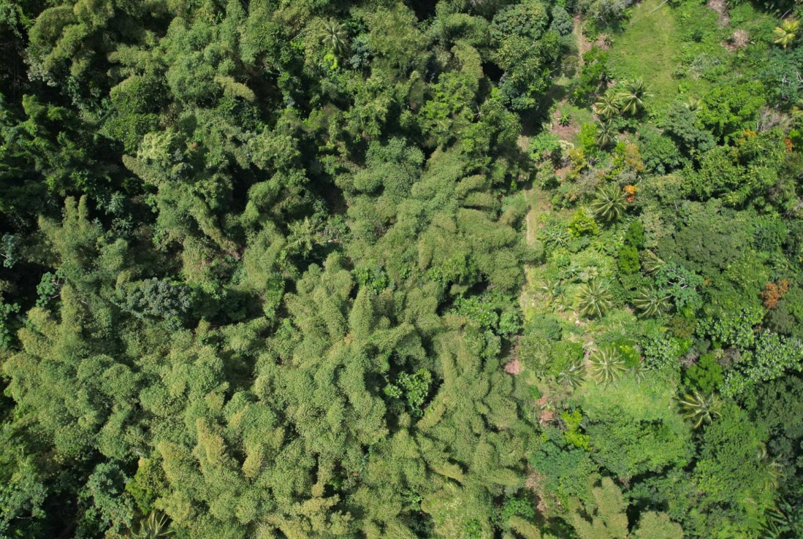 Twenty-Seventh image of Boundbrook in Boundbrook, Portland, Jamaica - property is For Sale