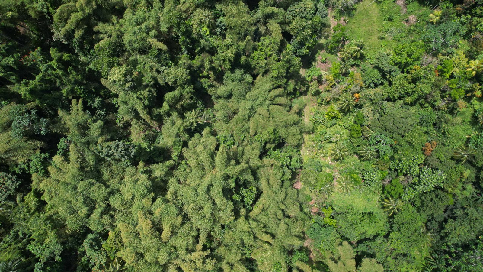 Twenty-Seventh image of Boundbrook in Boundbrook, Portland, Jamaica - property is For Sale