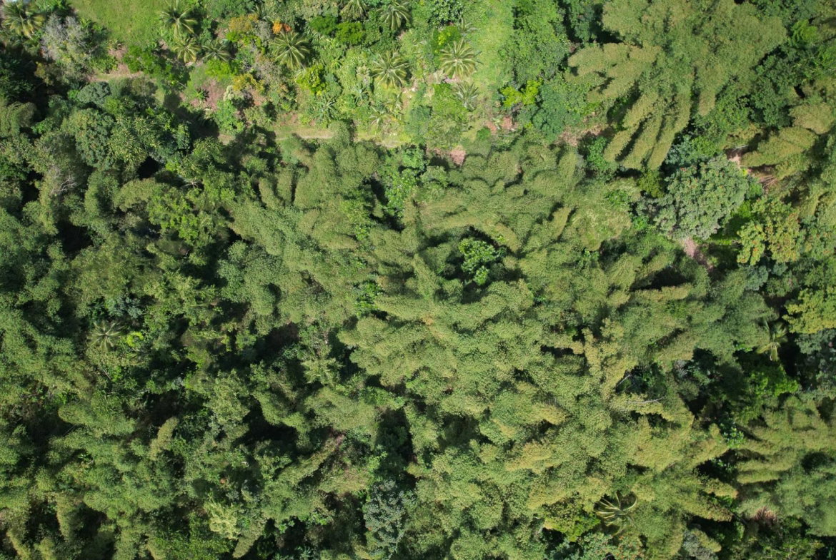 Twenty-Eighth image of Boundbrook in Boundbrook, Portland, Jamaica - property is For Sale