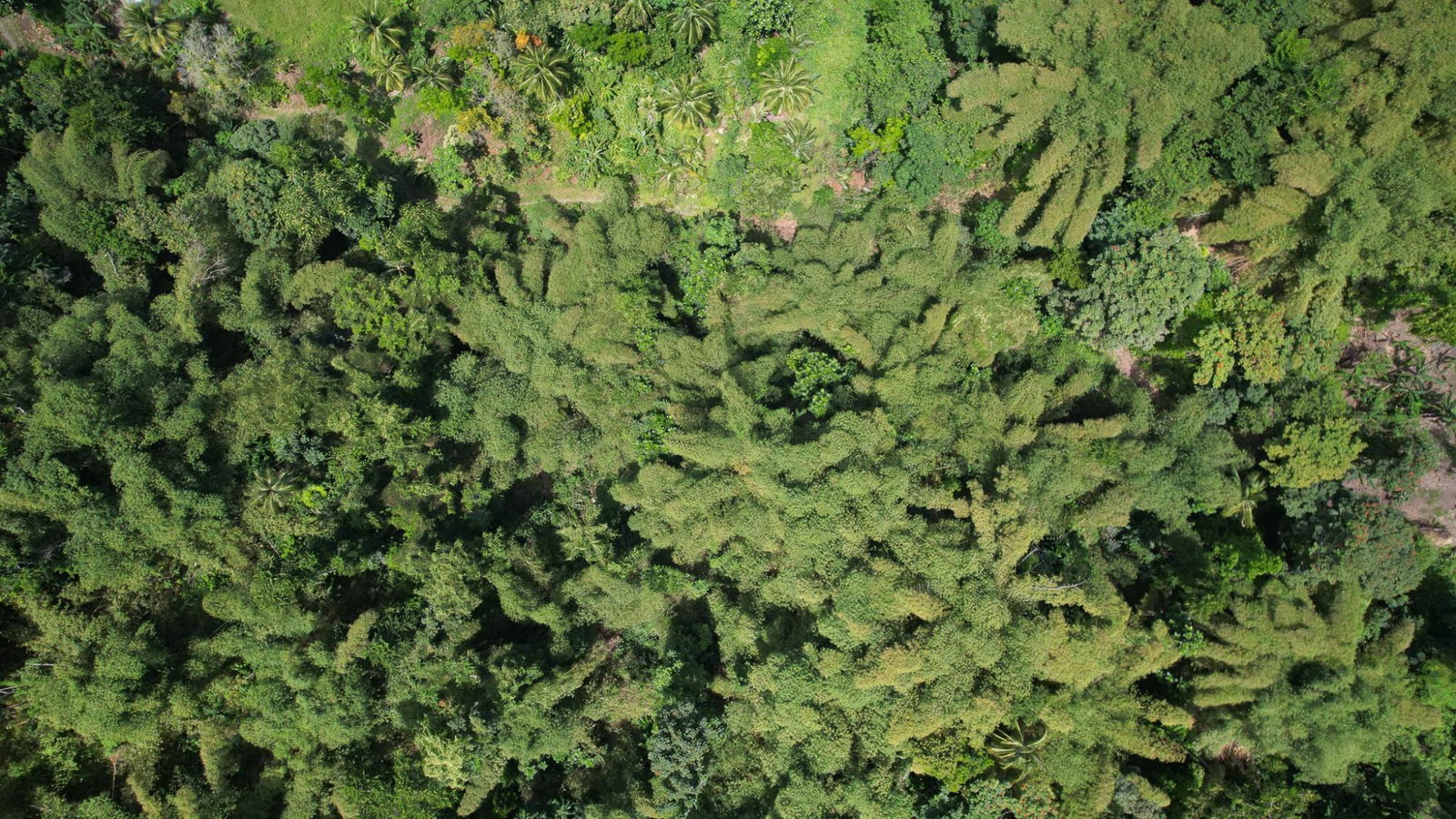 Twenty-Eighth image of Boundbrook in Boundbrook, Portland, Jamaica - property is For Sale