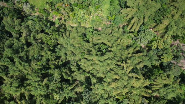 Twenty-Eighth image of Boundbrook in Boundbrook, Portland, Jamaica - property is For Sale