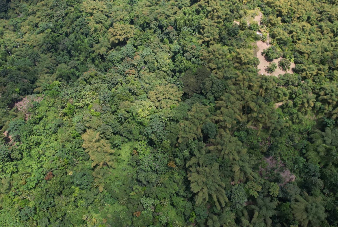 Thirtieth image of Boundbrook in Boundbrook, Portland, Jamaica - property is For Sale