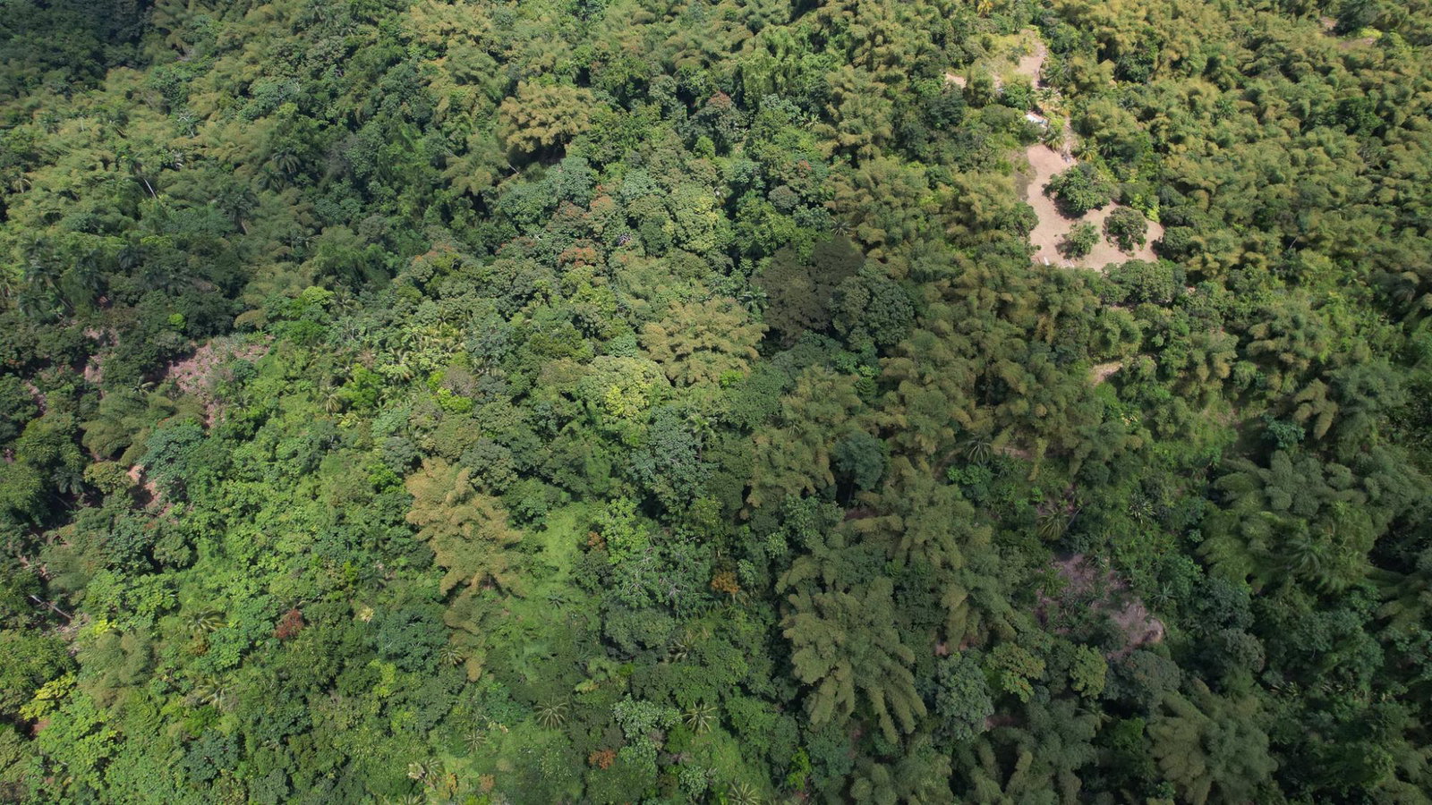 Thirtieth image of Boundbrook in Boundbrook, Portland, Jamaica - property is For Sale