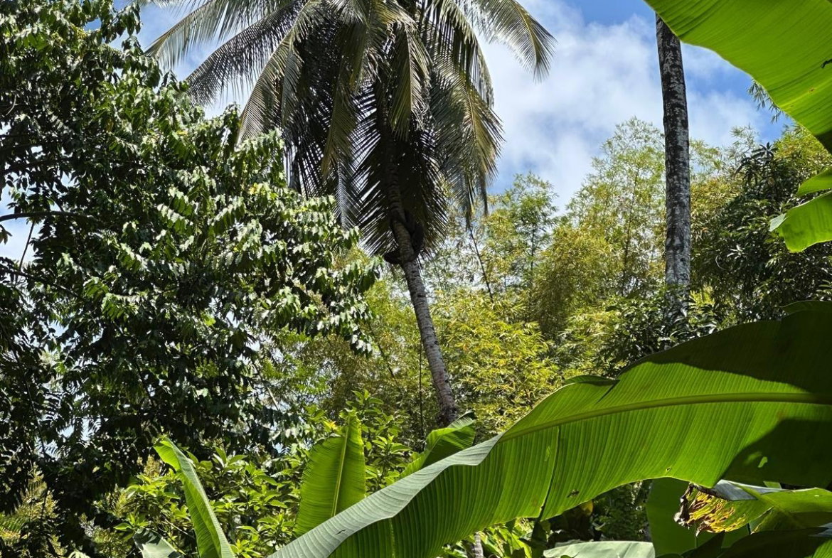 Fourth image of Boundbrook in Boundbrook, Portland, Jamaica - property is For Sale