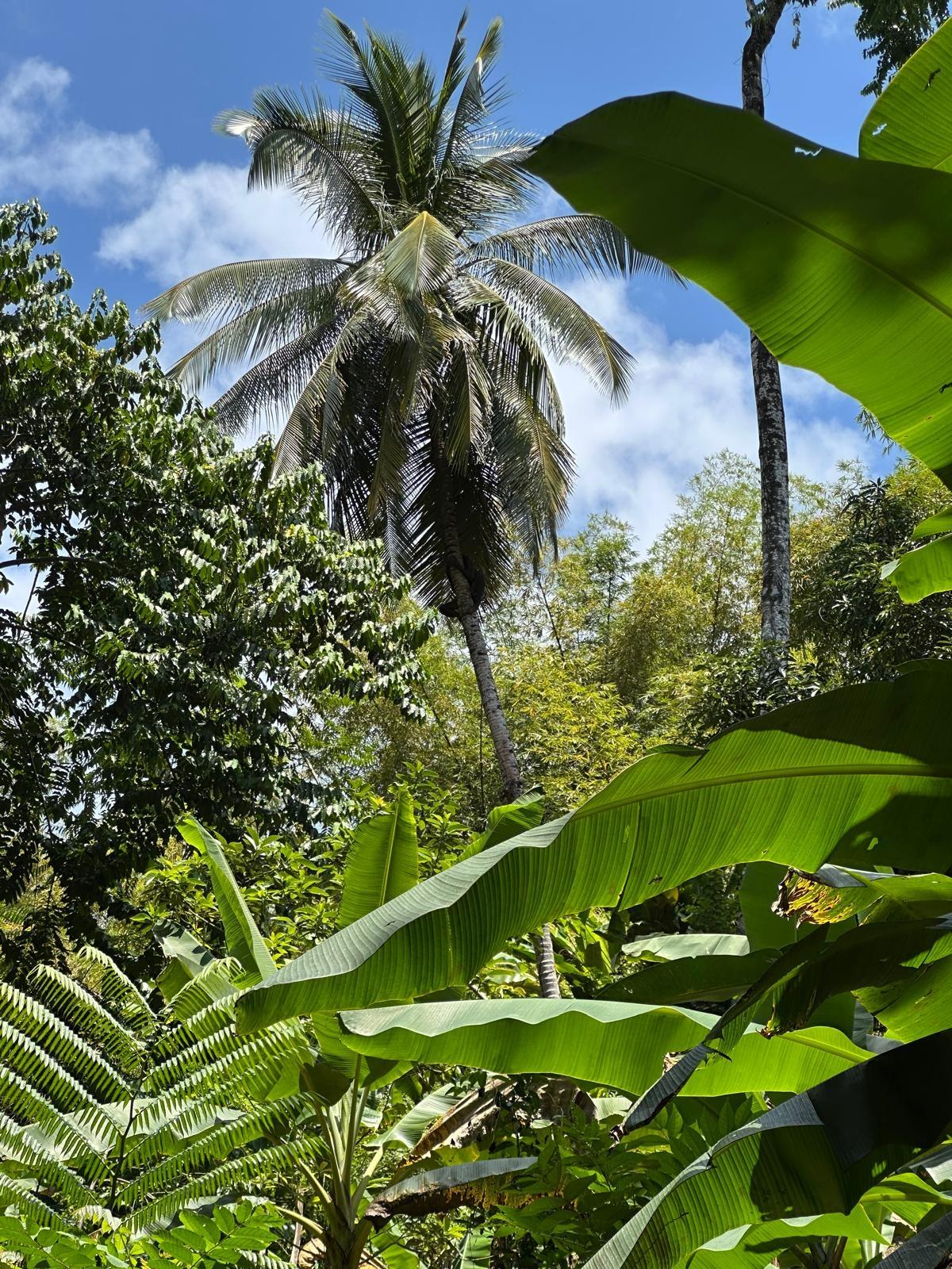 Fourth image of Boundbrook in Boundbrook, Portland, Jamaica - property is For Sale