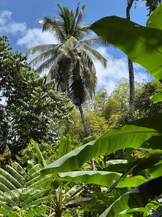 Fourth image of Boundbrook in Boundbrook, Portland, Jamaica - property is For Sale