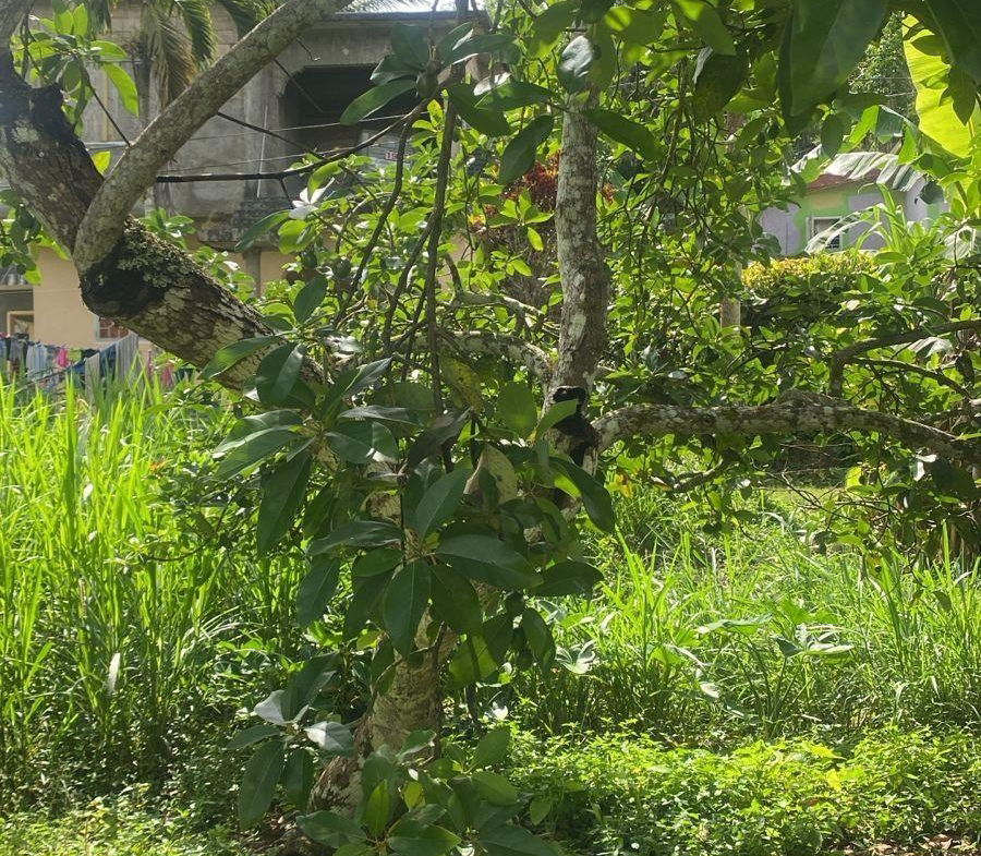 Eleventh image of Hinds Town, Salibury st a in Hinds Town, St. Ann, Jamaica - property is For Sale