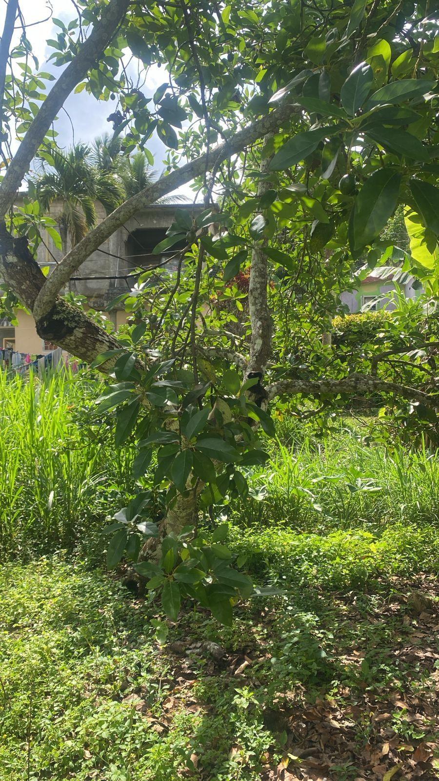 Affordable-3-Bedroom-House-for-Sale-in-Hinds-Town-St.-Ann-Jamaica Eleventh image of Hinds Town, Salibury st a in Hinds Town, St. Ann, Jamaica - property is For Sale