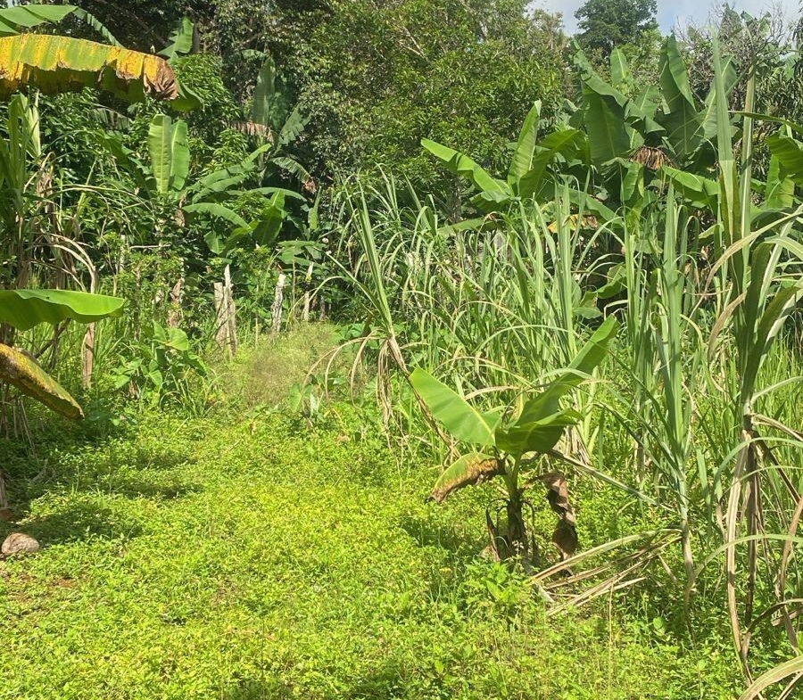 Eighth image of Hinds Town, Salibury st a in Hinds Town, St. Ann, Jamaica - property is For Sale