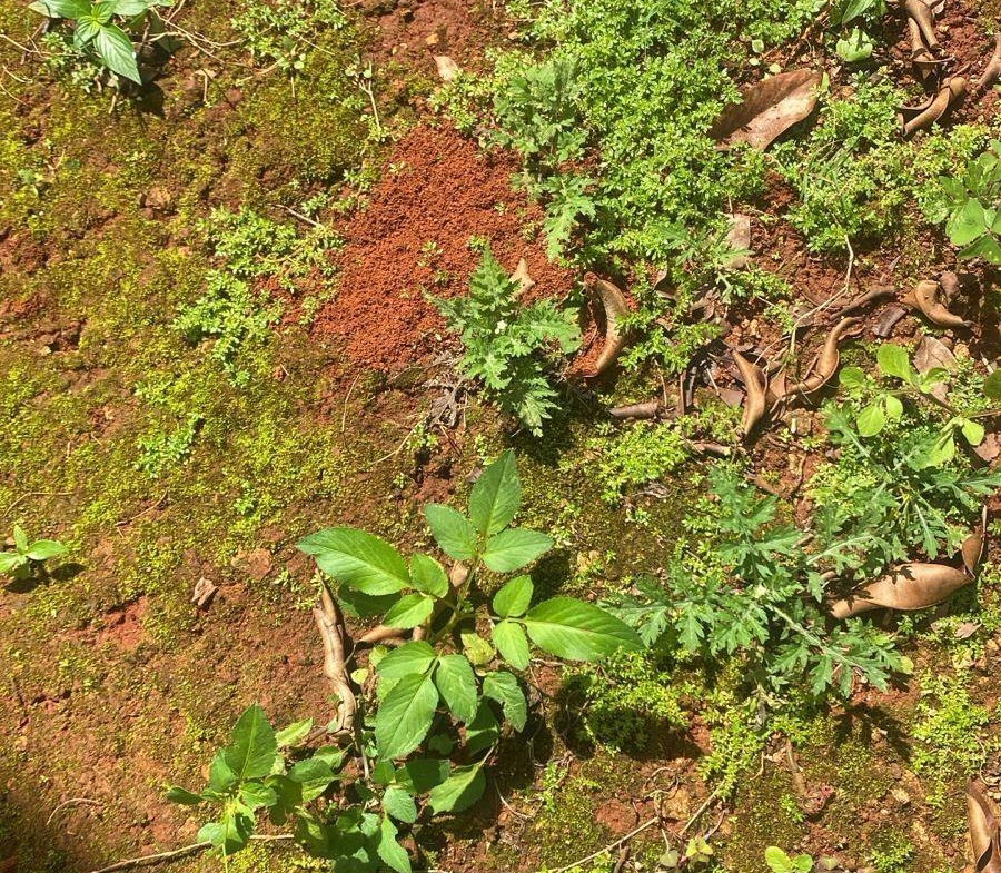 Ninth image of Hinds Town, Salibury st a in Hinds Town, St. Ann, Jamaica - property is For Sale