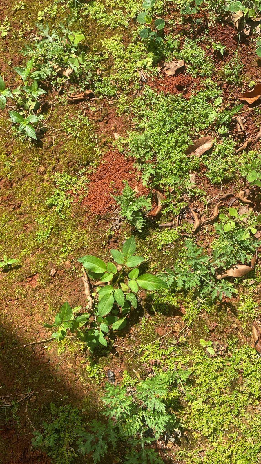 Affordable-3-Bedroom-House-for-Sale-in-Hinds-Town-St.-Ann-Jamaica Ninth image of Hinds Town, Salibury st a in Hinds Town, St. Ann, Jamaica - property is For Sale