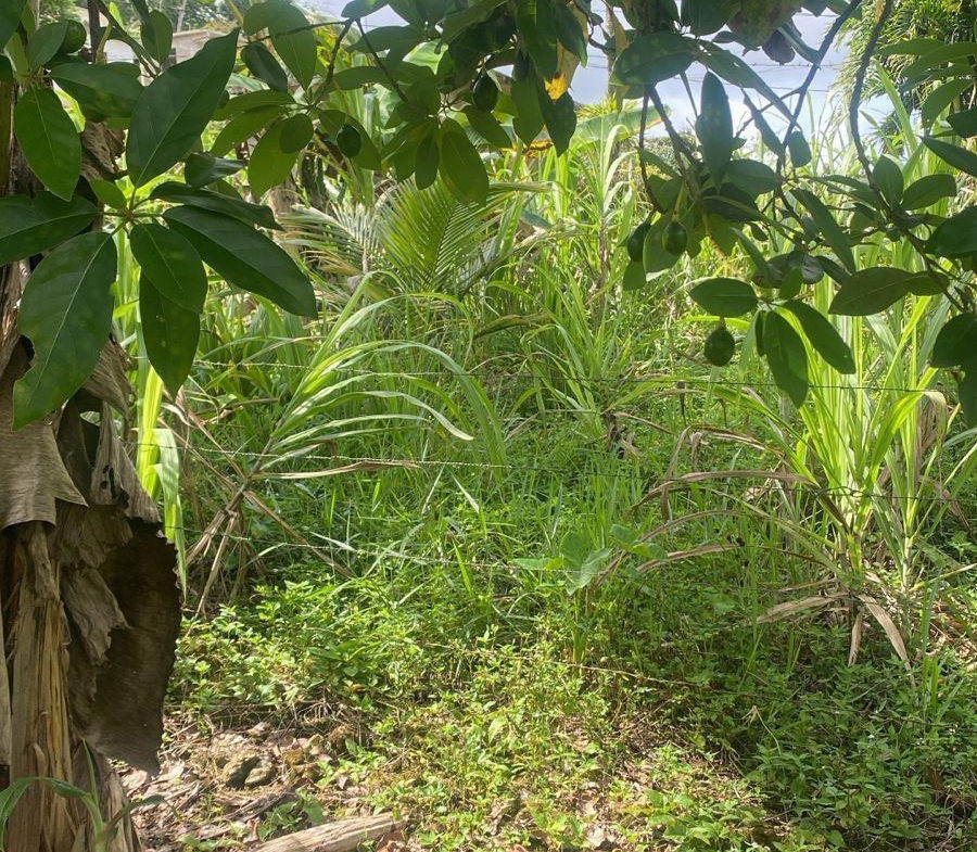 Tenth image of Hinds Town, Salibury st a in Hinds Town, St. Ann, Jamaica - property is For Sale