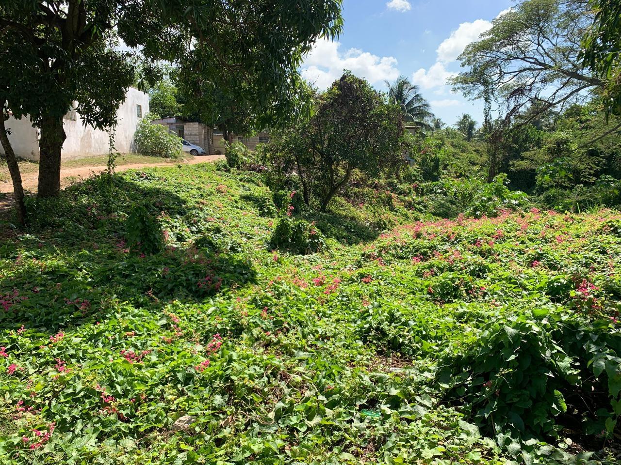 Seventh image of 10 Cashonia Drive, Lauriston in Lauriston, St. Catherine, Jamaica - property is For Sale
