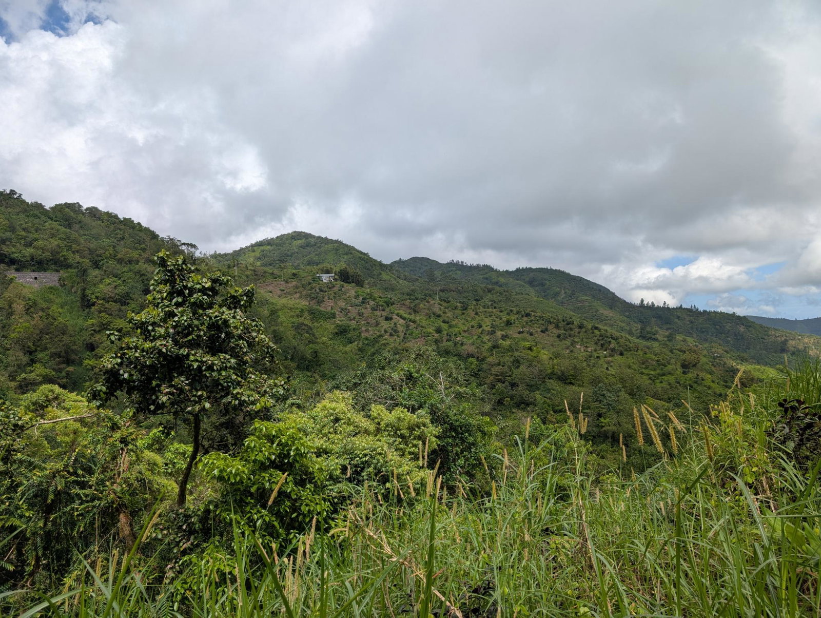 Ninth image of Part of Castle Dawson in Green Hill, Portland, Jamaica - property is For Sale