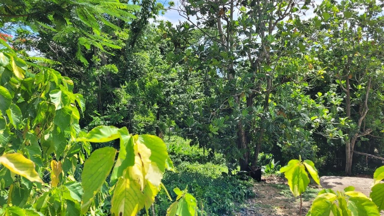 Fourteenth image of Union Avenue in Union, St. Elizabeth, Jamaica - property is For Sale