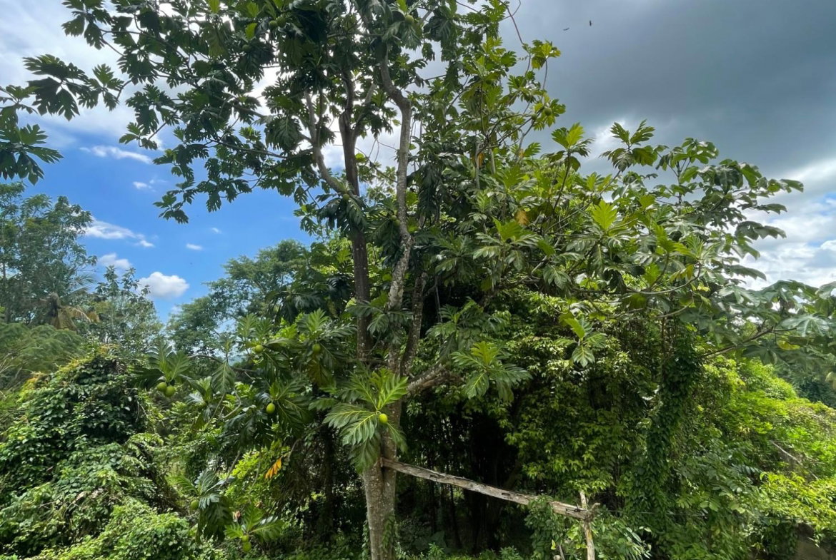 Fifteenth image of Union Avenue in Union, St. Elizabeth, Jamaica - property is For Sale