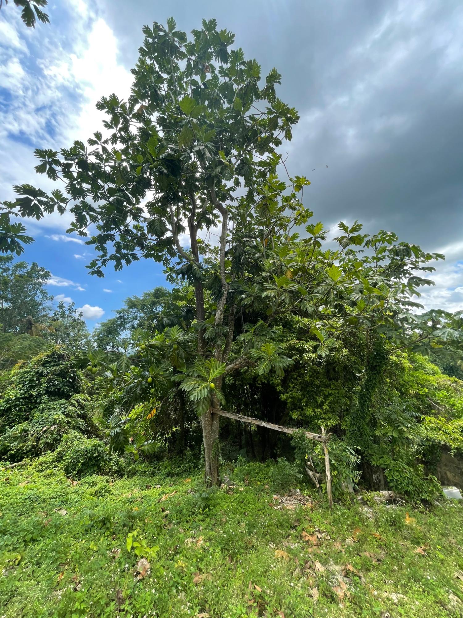 Fifteenth image of Union Avenue in Union, St. Elizabeth, Jamaica - property is For Sale