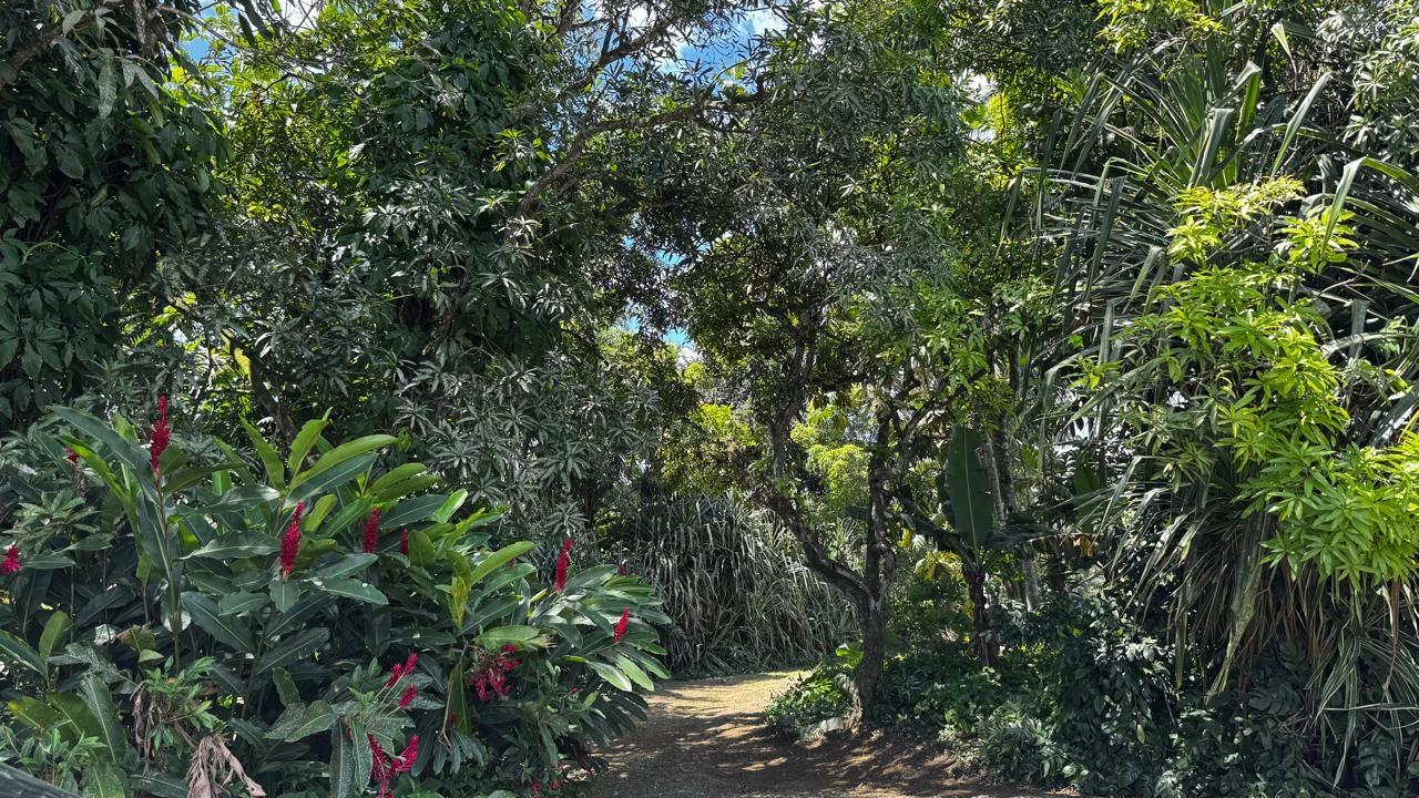 Thirteenth image of Lot 1- Cambria, Linstead in Linstead, St. Catherine, Jamaica - property is For Sale
