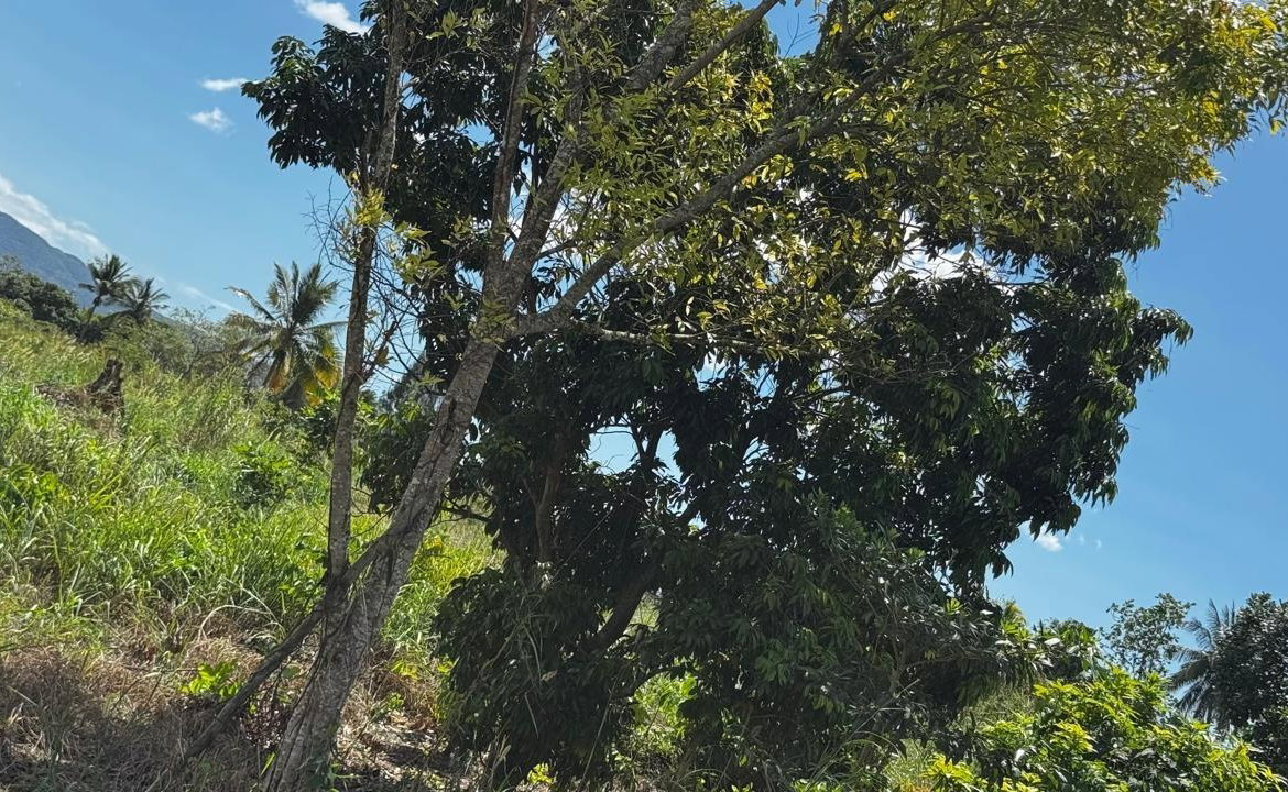 Fifteenth image of Lot 1- Cambria, Linstead in Linstead, St. Catherine, Jamaica - property is For Sale