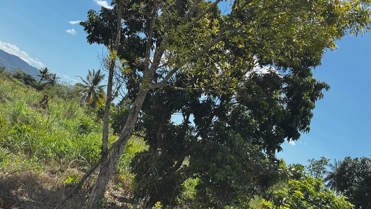 Fifteenth image of Lot 1- Cambria, Linstead in Linstead, St. Catherine, Jamaica - property is For Sale