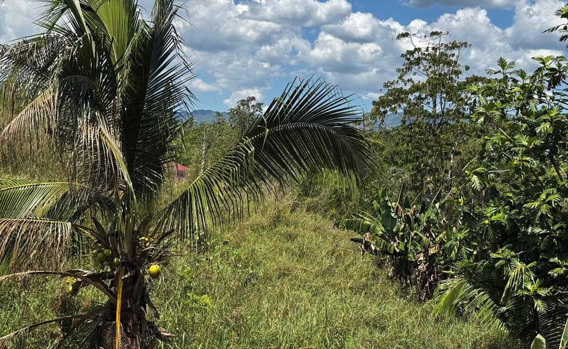 Sixteenth image of Lot 1- Cambria, Linstead in Linstead, St. Catherine, Jamaica - property is For Sale
