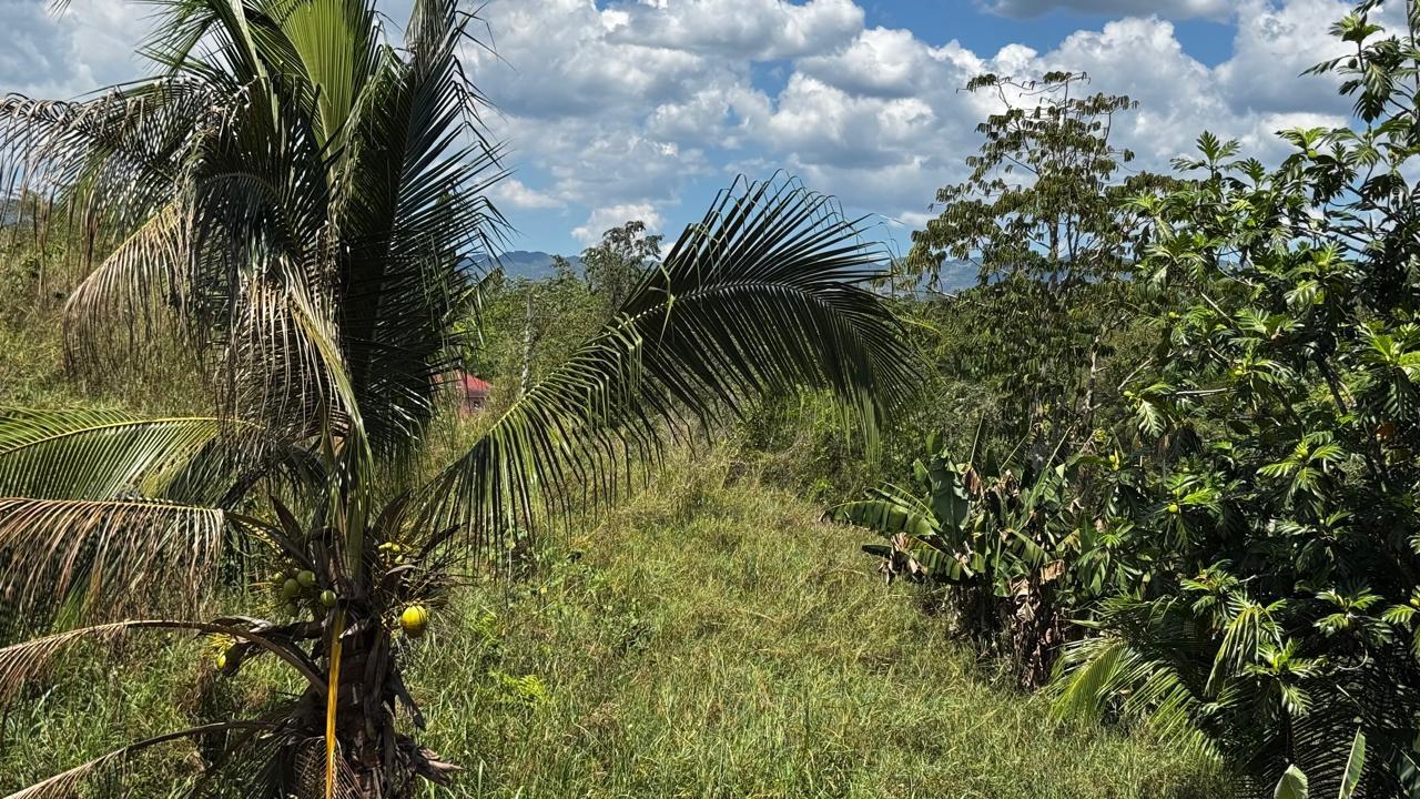 Sixteenth image of Lot 1- Cambria, Linstead in Linstead, St. Catherine, Jamaica - property is For Sale