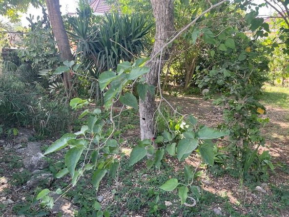 Third image of 401 Pimento Ter, Runaway Bay in Runaway Bay, St. Ann, Jamaica - property is For Sale