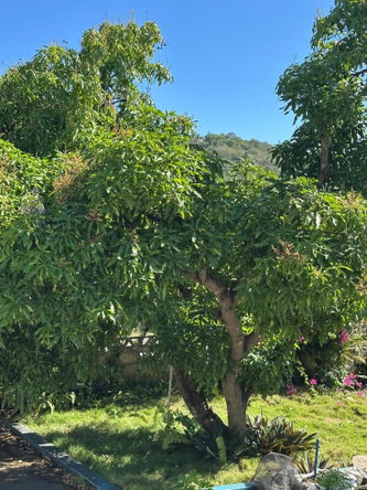 Fifteenth image of 41 Appleton Hall in Appleton Hall, St. James, Jamaica - property is For Rent