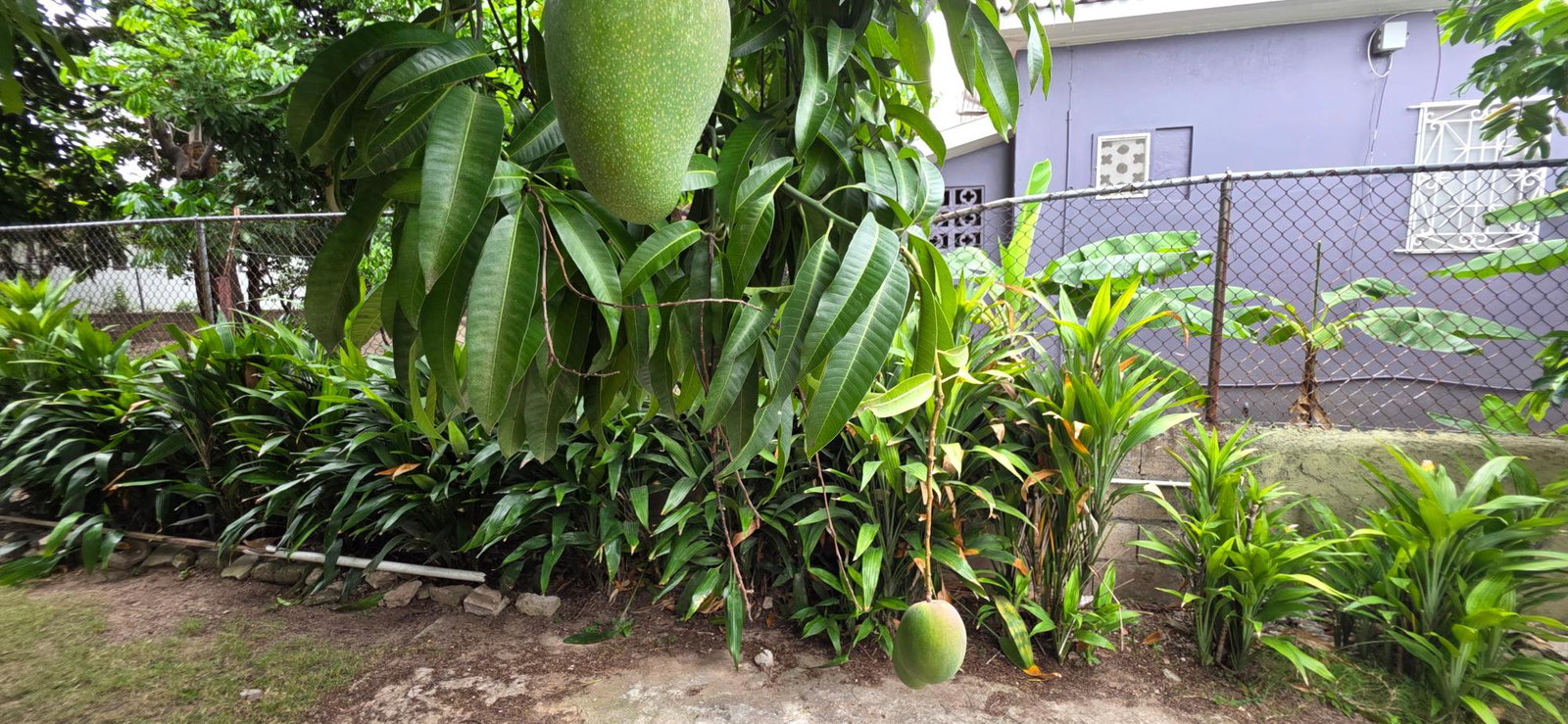 Fifteenth image of C-2f Woodlawn Ave in Kingston 19, St. Andrew, Jamaica - property is For Rent