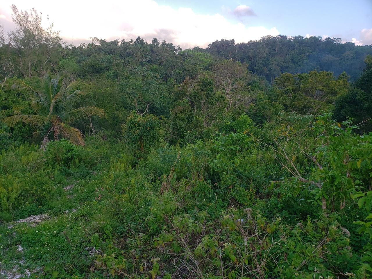 Development-Land-for-Sale-in-Bamboo-Hanover-Jamaica-–-9.5-Acres Second image of Bamboo, Hopewell in Hopewell, Hanover, Jamaica - property is For Sale