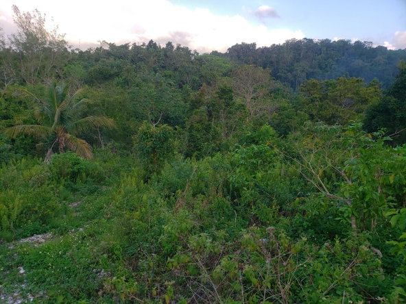 Second image of Bamboo, Hopewell in Hopewell, Hanover, Jamaica - property is For Sale
