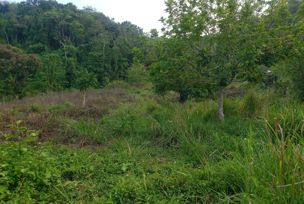 First image of Bamboo, Hopewell in Hopewell, Hanover, Jamaica - property is For Sale