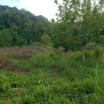 First image of Bamboo, Hopewell in Hopewell, Hanover, Jamaica - property is For Sale