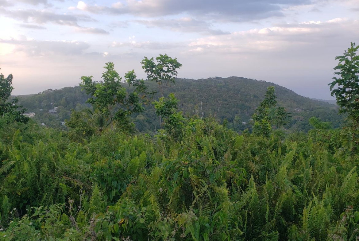 Third image of Bamboo, Hopewell in Hopewell, Hanover, Jamaica - property is For Sale