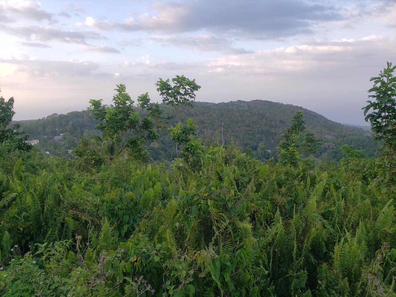 Development-Land-for-Sale-in-Bamboo-Hanover-Jamaica-–-9.5-Acres Third image of Bamboo, Hopewell in Hopewell, Hanover, Jamaica - property is For Sale