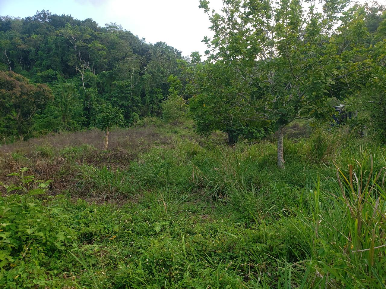 Development-Land-for-Sale-in-Bamboo-Hanover-Jamaica-–-9.5-Acres First image of Bamboo, Hopewell in Hopewell, Hanover, Jamaica - property is For Sale