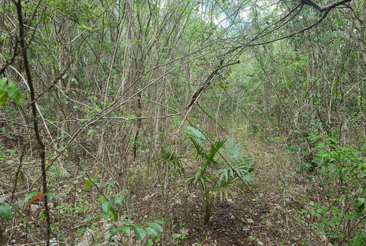 Second image of 7a Sevens Plantation in Chapleton, Clarendon, Jamaica - property is For Sale