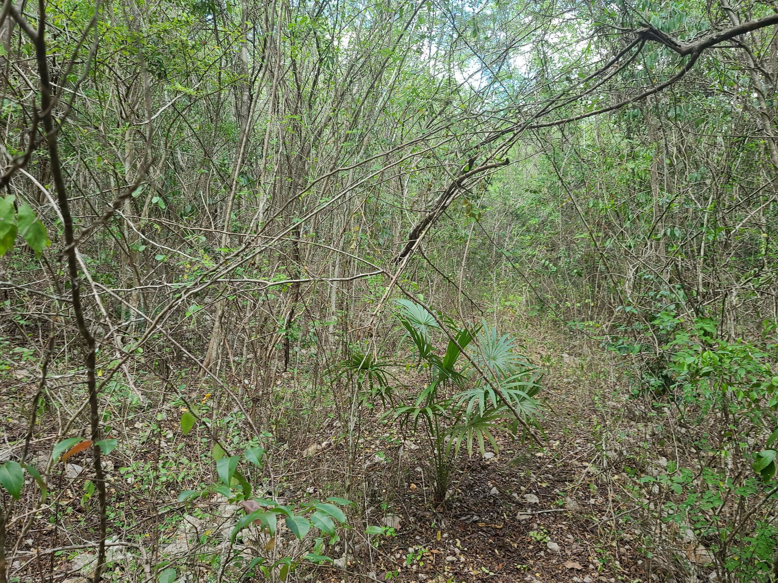 Second image of 7a Sevens Plantation in Chapleton, Clarendon, Jamaica - property is For Sale