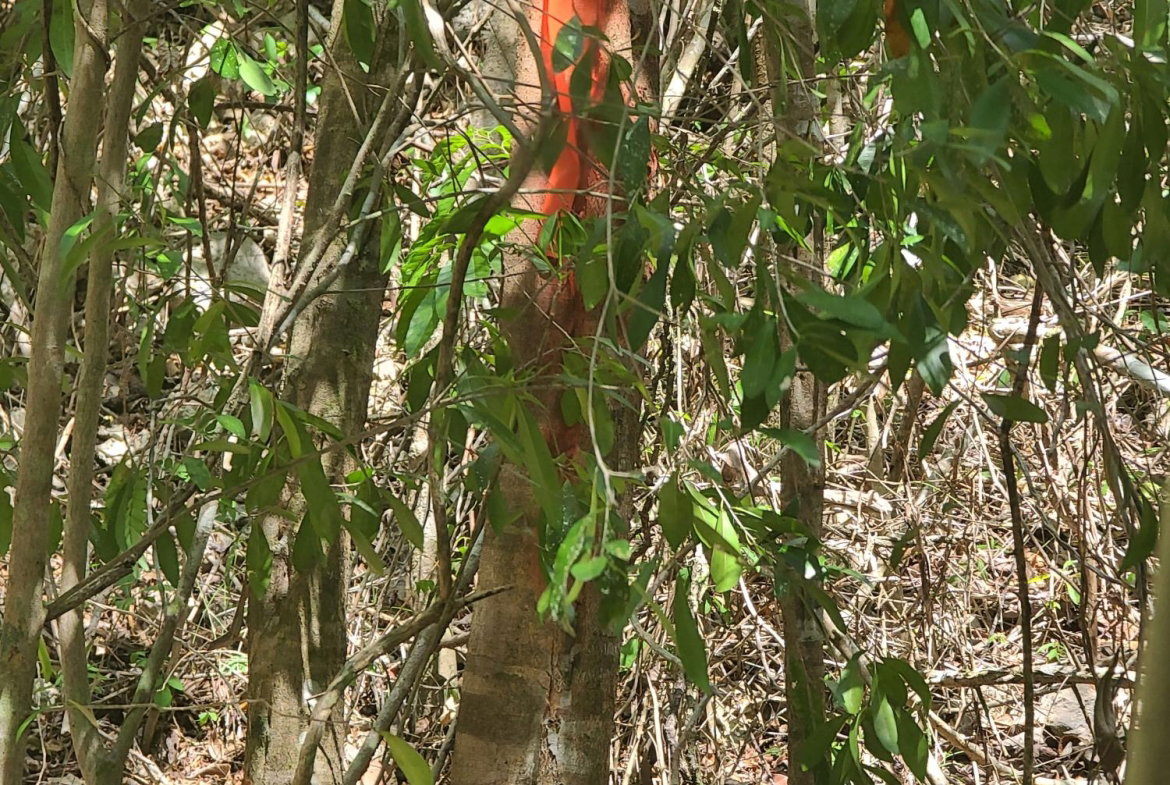 First image of 7a Sevens Plantation in Chapleton, Clarendon, Jamaica - property is For Sale