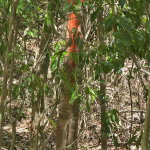 First image of 7a Sevens Plantation in Chapleton, Clarendon, Jamaica - property is For Sale