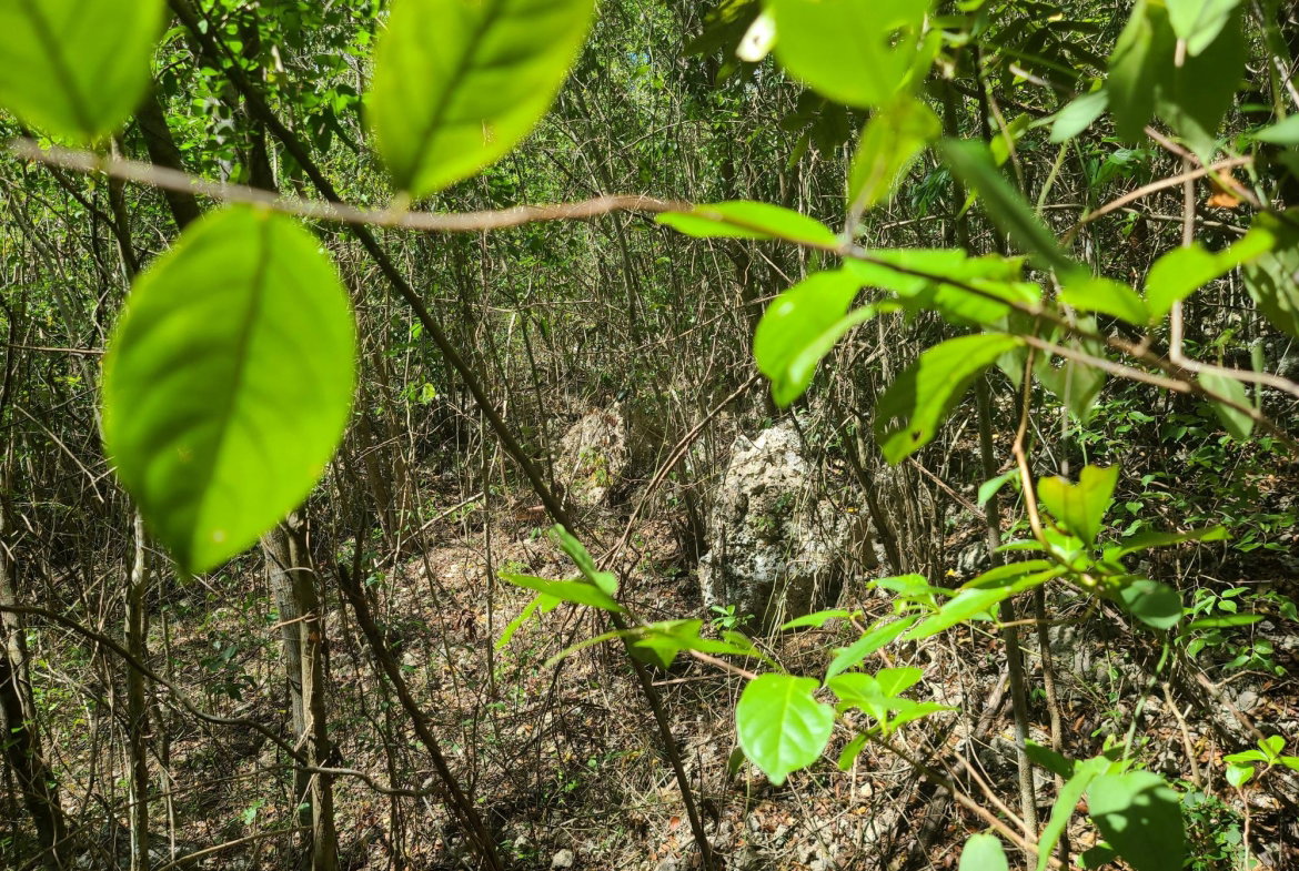 Third image of 7a Sevens Plantation in Chapleton, Clarendon, Jamaica - property is For Sale