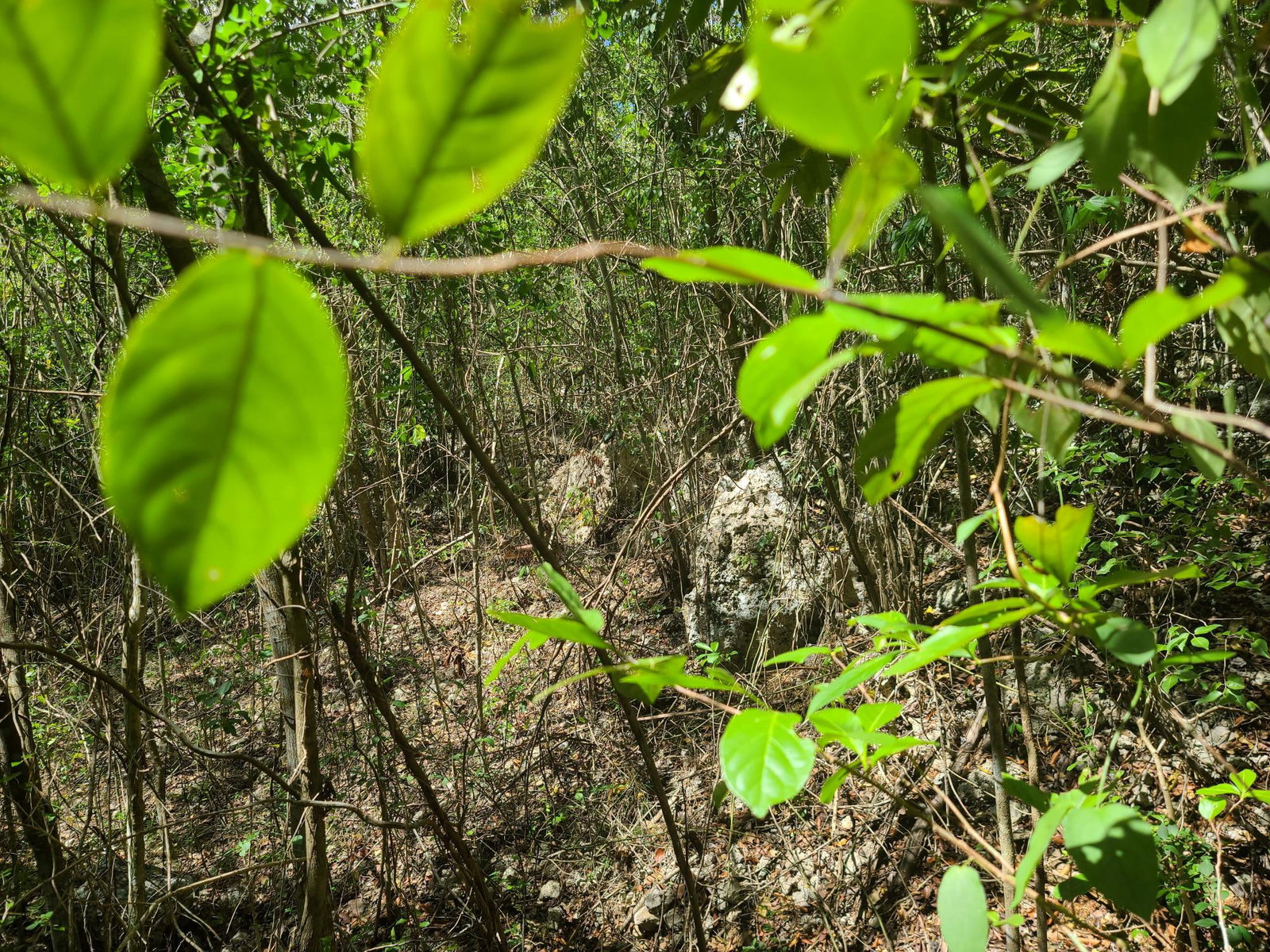 Third image of 7a Sevens Plantation in Chapleton, Clarendon, Jamaica - property is For Sale