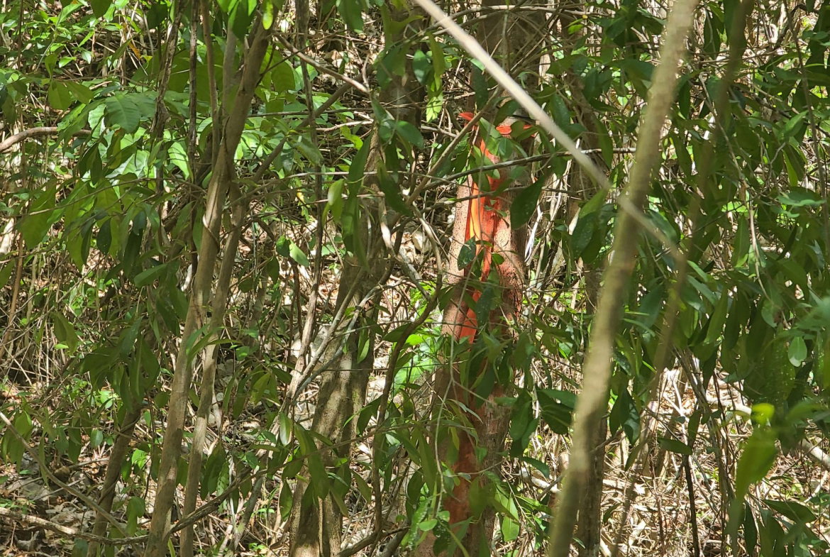 Fourth image of 7a Sevens Plantation in Chapleton, Clarendon, Jamaica - property is For Sale