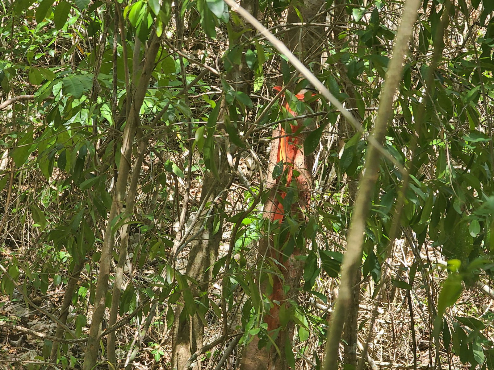 Fourth image of 7a Sevens Plantation in Chapleton, Clarendon, Jamaica - property is For Sale