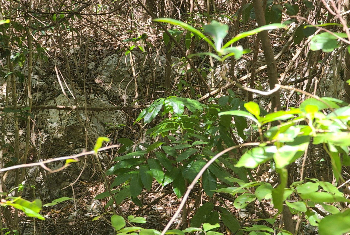 Fifth image of 7a Sevens Plantation in Chapleton, Clarendon, Jamaica - property is For Sale