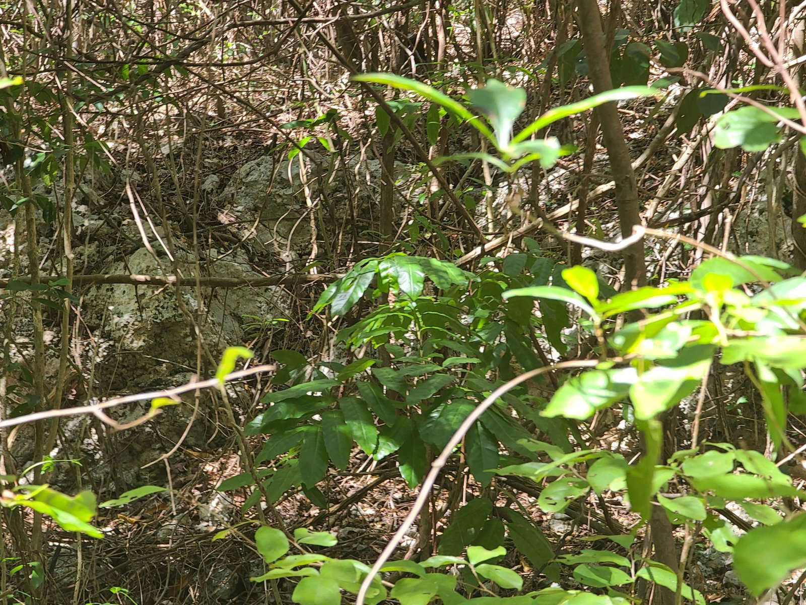 Fifth image of 7a Sevens Plantation in Chapleton, Clarendon, Jamaica - property is For Sale