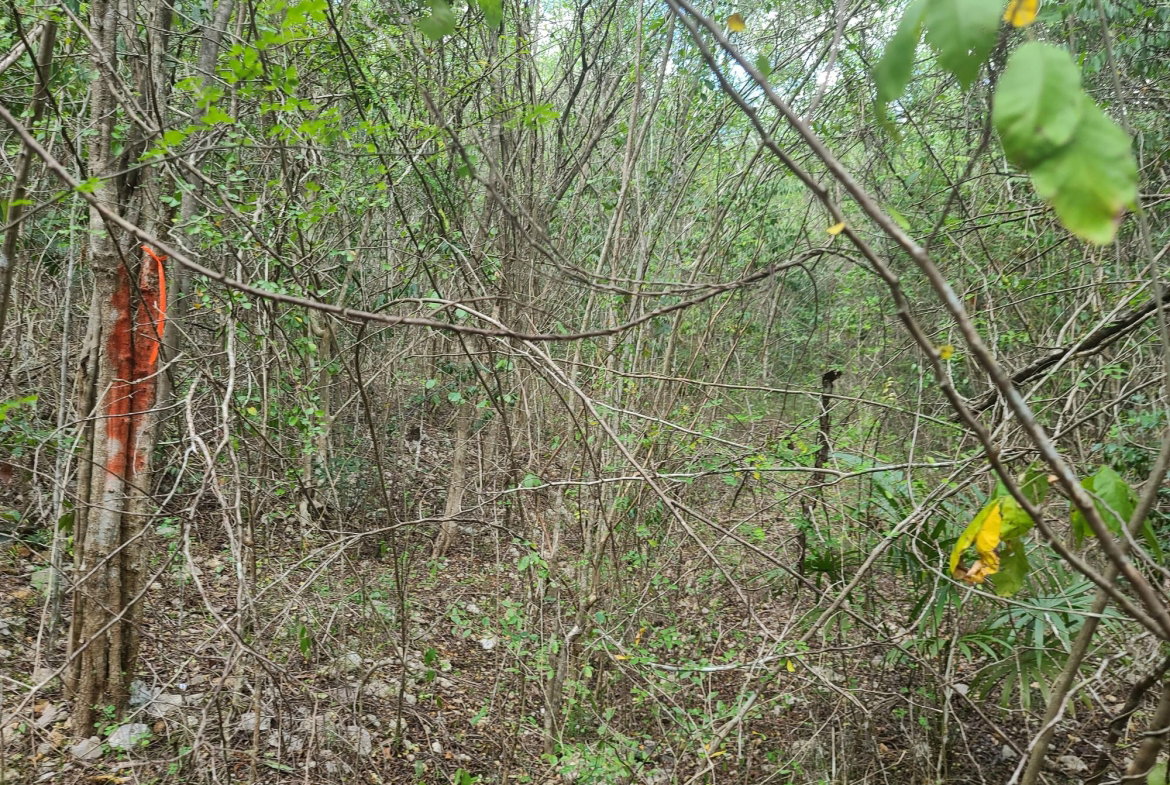 Sixth image of 7a Sevens Plantation in Chapleton, Clarendon, Jamaica - property is For Sale