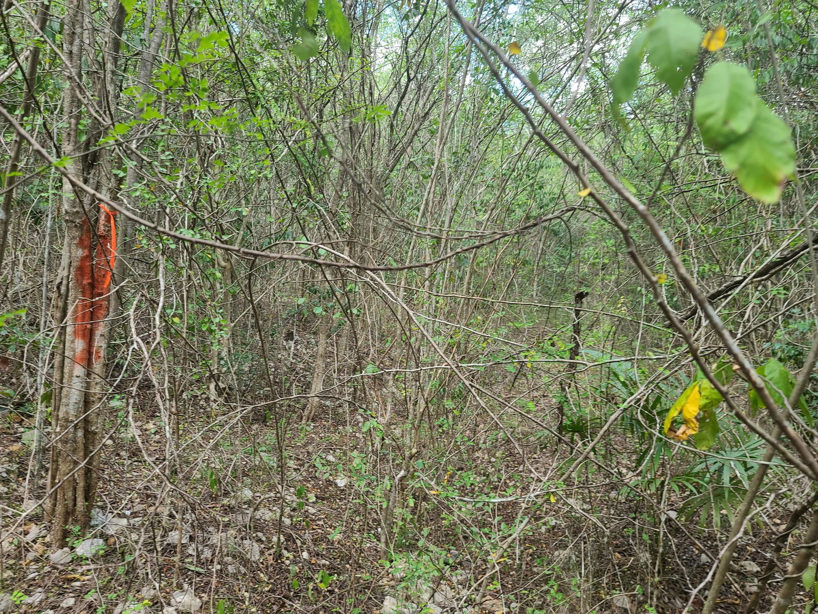 Sixth image of 7a Sevens Plantation in Chapleton, Clarendon, Jamaica - property is For Sale