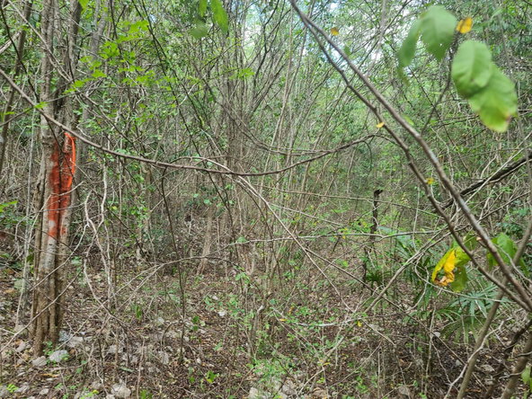 Sixth image of 7a Sevens Plantation in Chapleton, Clarendon, Jamaica - property is For Sale