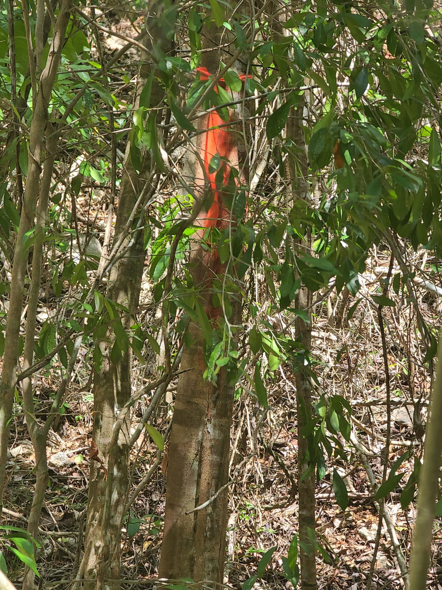 First image of 7a Sevens Plantation in Chapleton, Clarendon, Jamaica - property is For Sale